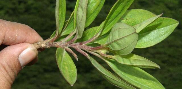 Image of Baccharis pedunculata (Mill.) Cabrera