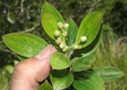 Image of Baccharis pedunculata (Mill.) Cabrera