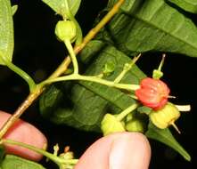 Image of Sorocea affinis Hemsl.