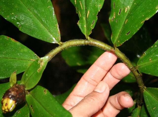 Image of spiral ginger