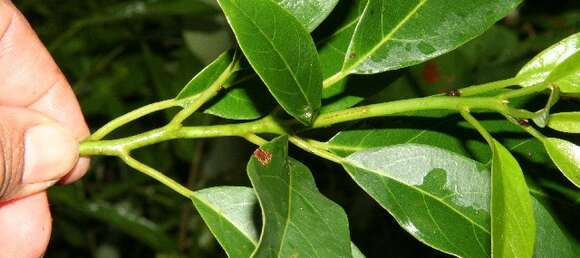 Image of avocado