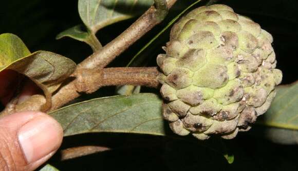 Image of Annona rensoniana (Standl.) H. Rainer