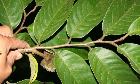 Image of Annona rensoniana (Standl.) H. Rainer