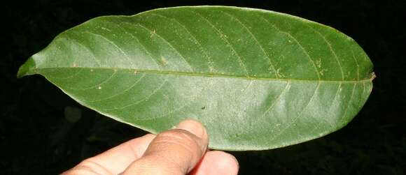 Image of Annona rensoniana (Standl.) H. Rainer