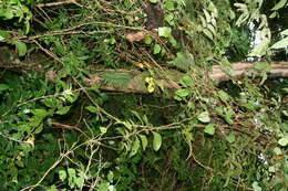 Image of Solanum hayesii Fern.