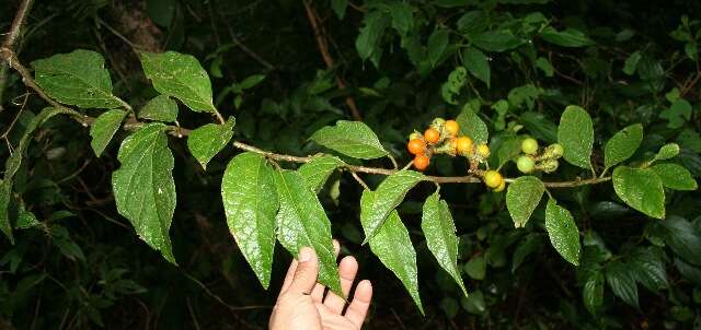 Image of Solanum hayesii Fern.