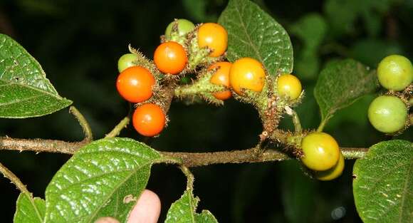 Image of Solanum hayesii Fern.