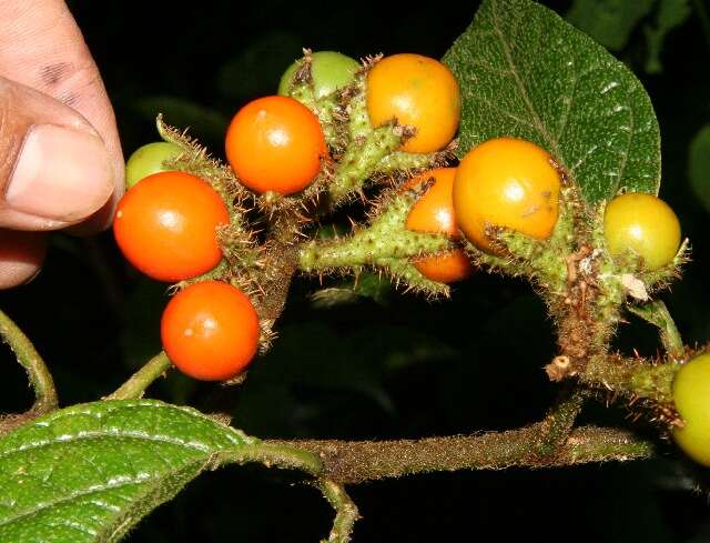 Image of Solanum hayesii Fern.