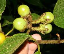 Image of Solanum hayesii Fern.