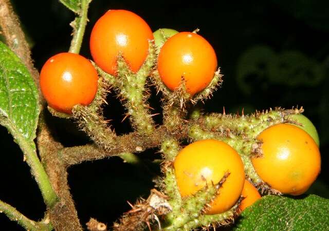 Image of Solanum hayesii Fern.