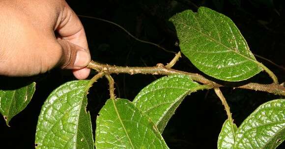 Image of Solanum hayesii Fern.