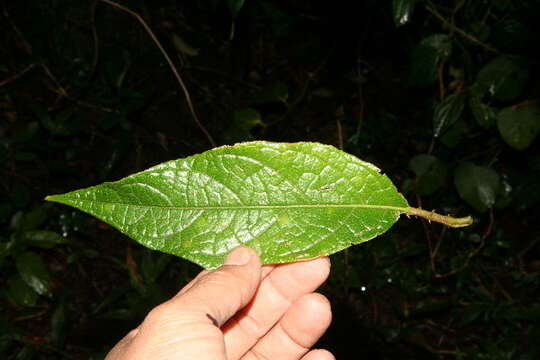 Image of Solanum hayesii Fern.