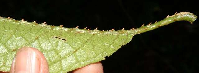 Image of Solanum hayesii Fern.