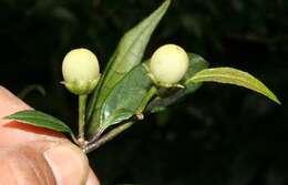 Image of Lycianthes multiflora Bitter