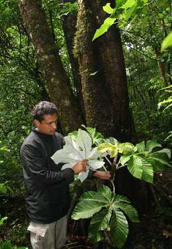 Image of Guarumo tree