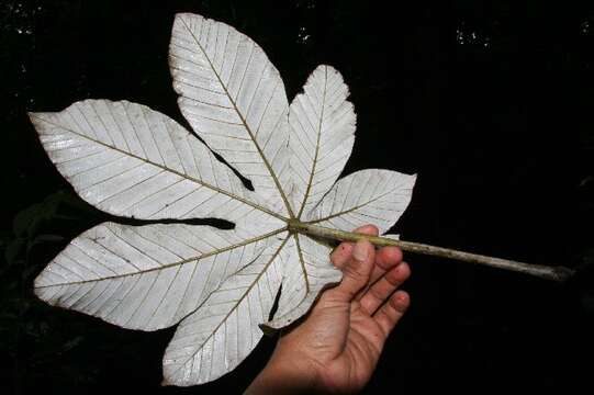 Image of Guarumo tree