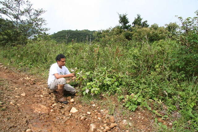 Image of Sinclairia polyantha (Klatt) Rydb.