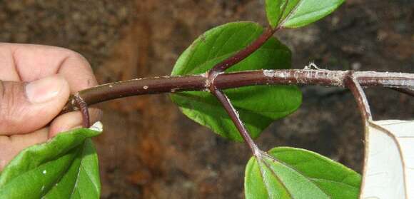 Image of Sinclairia polyantha (Klatt) Rydb.