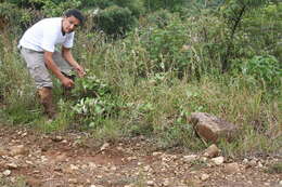 Image of Sinclairia polyantha (Klatt) Rydb.