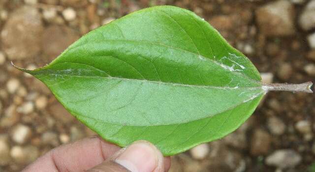 Image of Sinclairia polyantha (Klatt) Rydb.