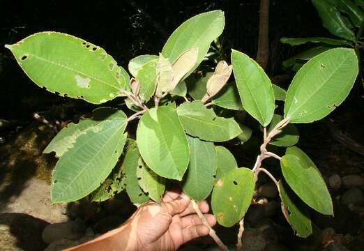 Image of Miconia argentea (Sw.) DC.