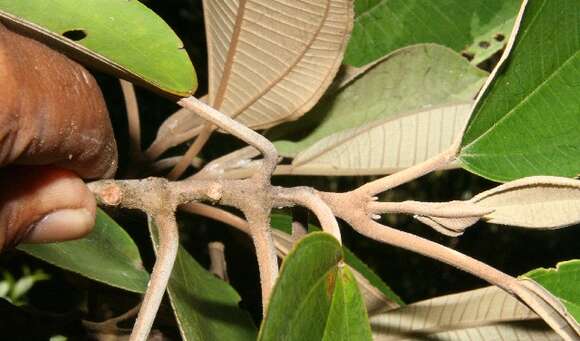 Слика од Miconia argentea (Sw.) DC.