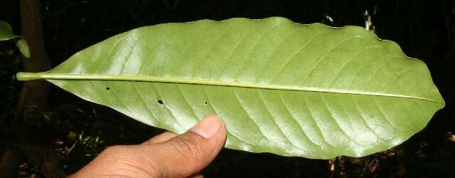 Слика од Vochysia guatemalensis J. D. Smith