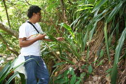 Image of Pitcairnia atrorubens (Beer) Baker