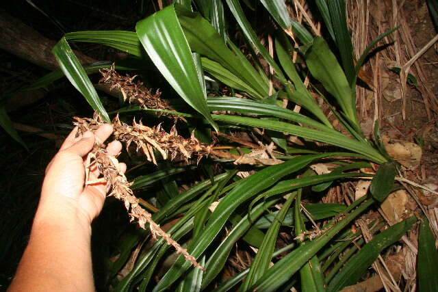 Image of Pitcairnia atrorubens (Beer) Baker