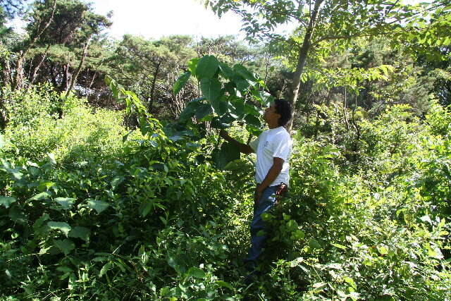 Hura (rights holder: Guanacaste Dry Forest Conservation Fund. Daniel H. Janzen. Year: 2011.)