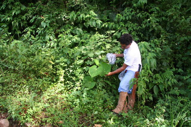 Image of Monkey's-Hand