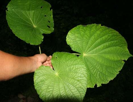 Image of Monkey's-Hand