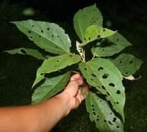 Image of Hampea appendiculata (J. D. Smith) Standl.