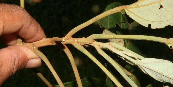 Image of Hampea appendiculata (J. D. Smith) Standl.