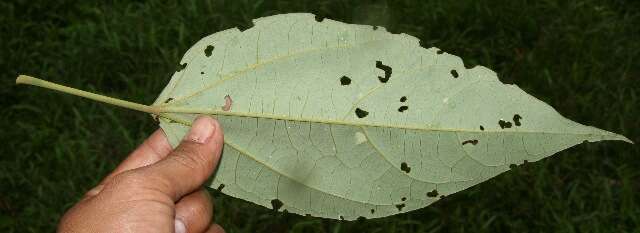 Image of Hampea appendiculata (J. D. Smith) Standl.