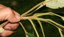 Image of Hampea appendiculata (J. D. Smith) Standl.