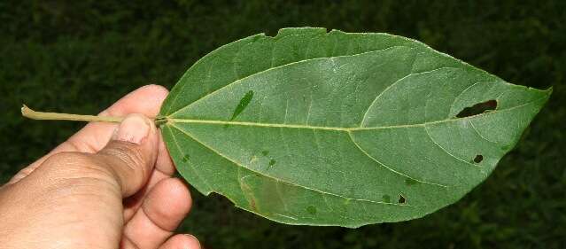 Image of Hampea appendiculata (J. D. Smith) Standl.