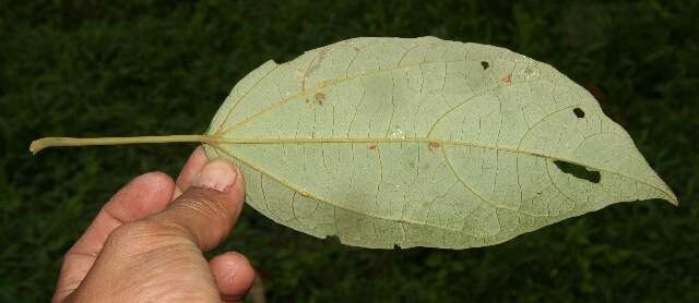 Image of Hampea appendiculata (J. D. Smith) Standl.