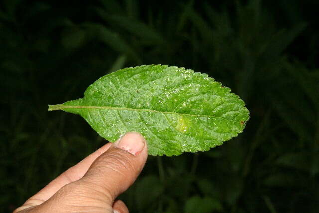 صورة <i>Hyptis obtusifolia</i>