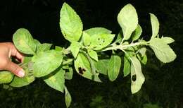 صورة <i>Hyptis obtusifolia</i>