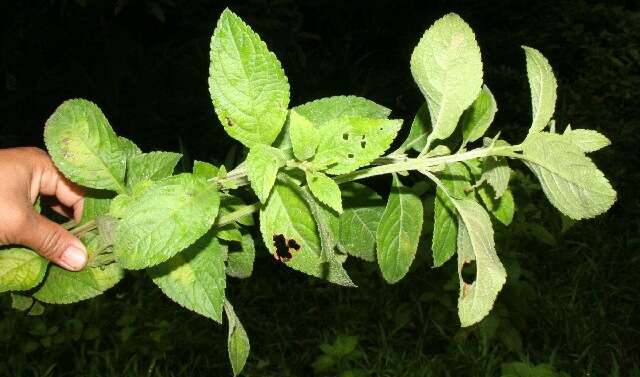 Image of <i>Hyptis obtusifolia</i>