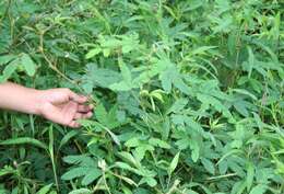 Image of Sensitive Plant