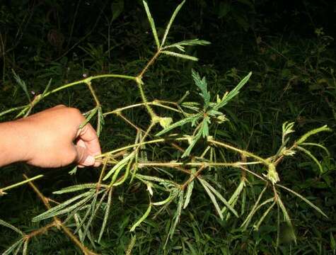 Image of Sensitive Plant