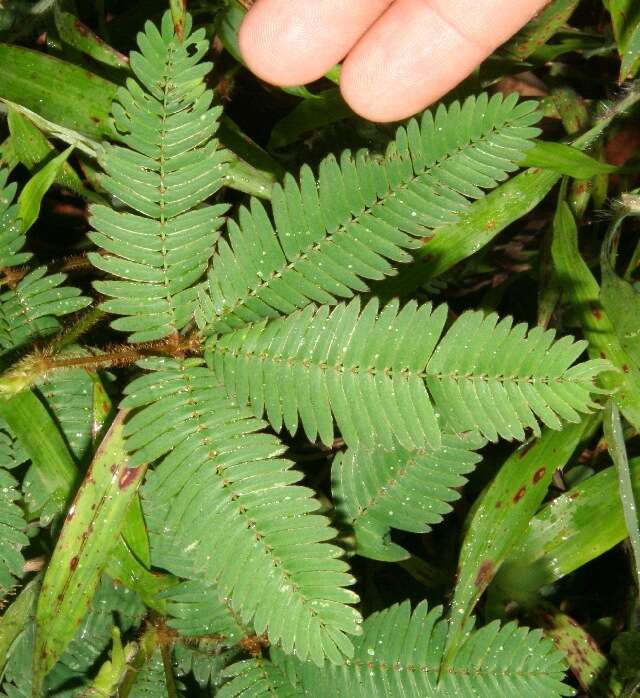 Image of Sensitive Plant