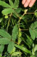 Image of Sensitive Plant