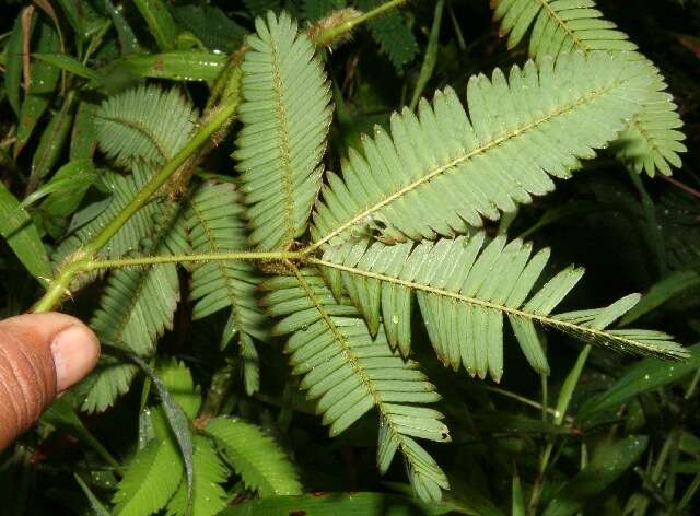 Image of Sensitive Plant