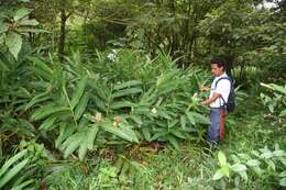 Imagem de Hedychium coronarium J. Koenig