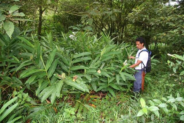 Imagem de Hedychium coronarium J. Koenig