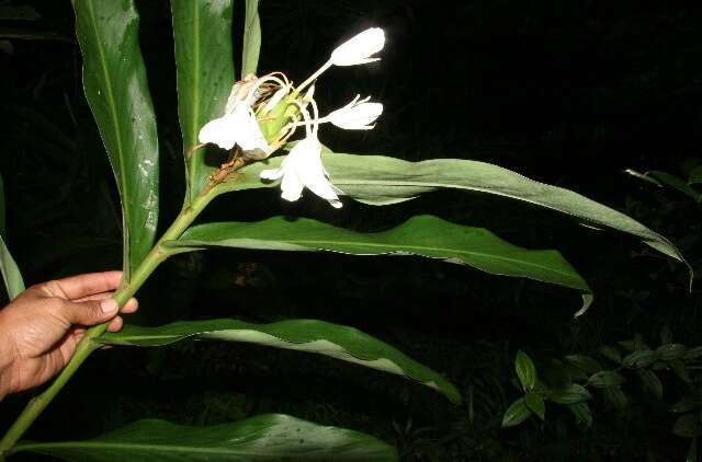 Imagem de Hedychium coronarium J. Koenig