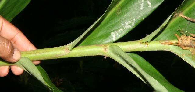 Imagem de Hedychium coronarium J. Koenig